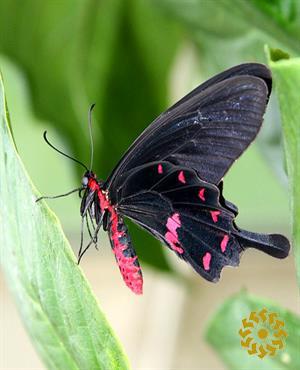 شکوه علفزار