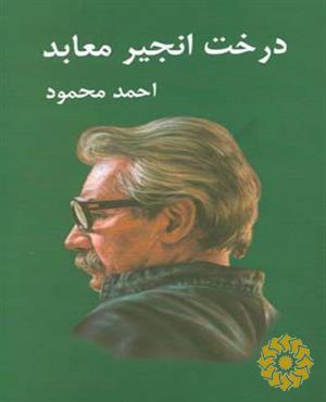 درخت انجیر معابد