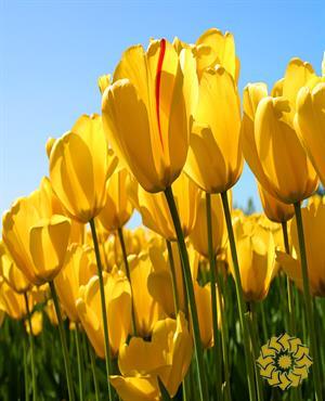 جک و لوبیای سحرآمیز